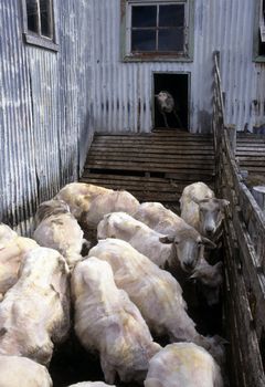 Shorn sheep on the ranch in Patagonia.