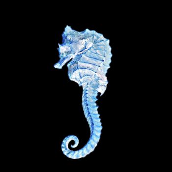 A negative of a seahorse over black background