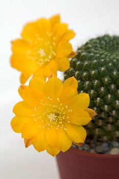 Cactus with blossoms on light background (Rebutia).Image with shallow depth of field.