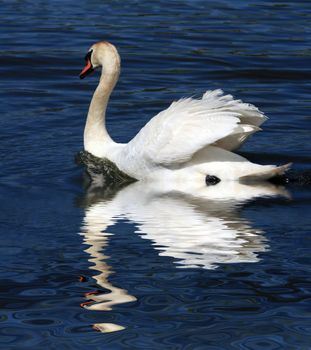 ducks swans and gooses in the nature