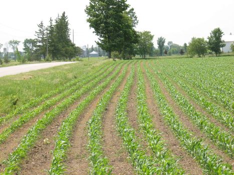 Image of a field showing young corn sprouts coming up.