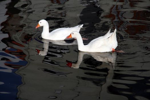 ducks swans and gooses in the nature