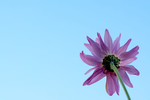 Purple daisy against blue sky