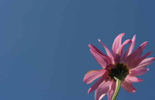 Purple daisy against blue sky