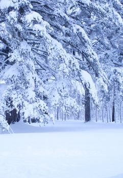 Winter wonderland of snow covered pine trees