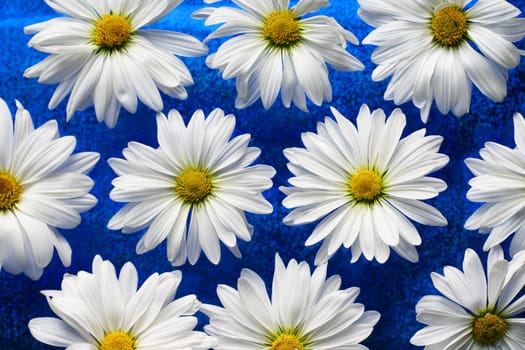 White daisies on blue glass