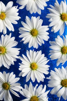 White daisies on blue glass