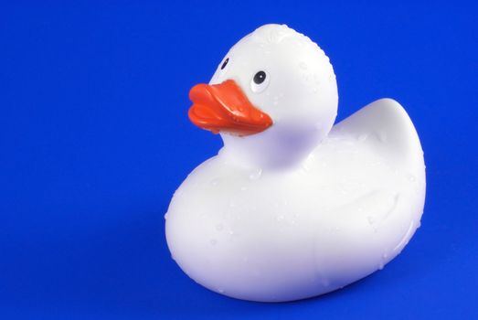 White rubber duck covered with waterdrops on a blue background.