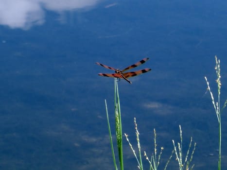 A butterfly is hovering above a thin stock of a plant against blue skies