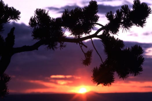 Sunset framed by a pine tree