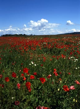 Blooming poppy field