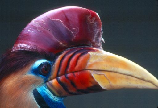 close up of a Buton Hornbill