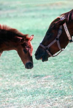 Mare with foal