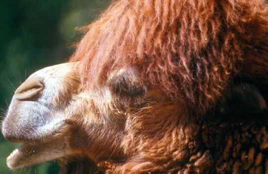 Side view of camel head