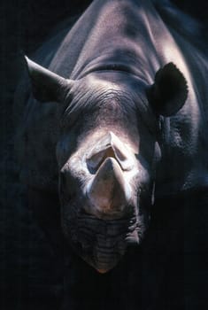 Head shot of rhinoceros
