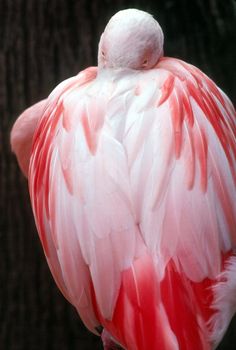 Flamingo resting