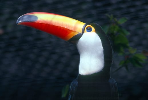 Toucan