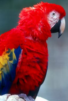 Scarlet Macaw