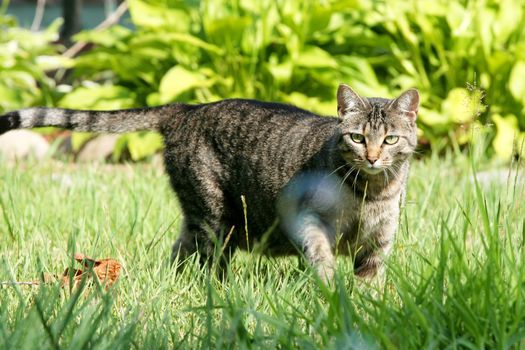 Gray tabby cat on the hunt