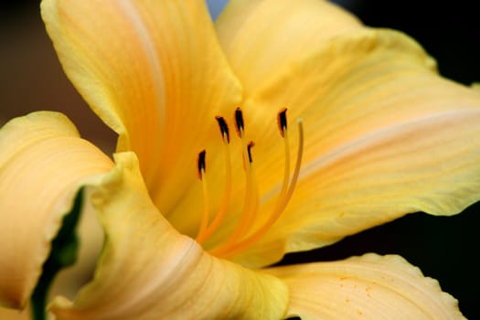 Yellow asiatic lily on black