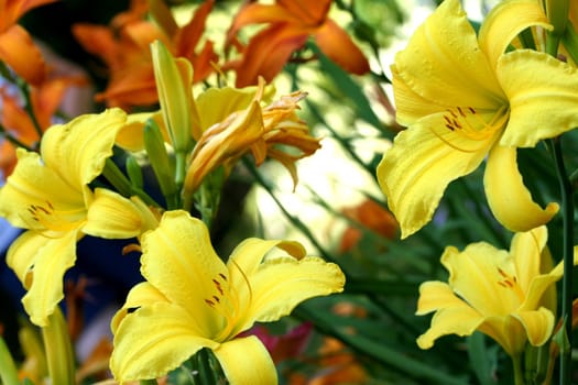 Garden filled with yellow and orange lilies