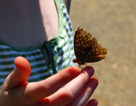 View of a butterfly sitting on a finger.
