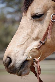 Closeup vertical image of a dun colored horse, dozing in the sunlight.