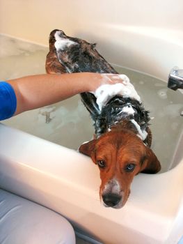 A cute beagle in the tub getting a bath - he looks like he really wants to get out of there.
