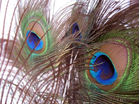 a nice arrangement of peacock feathers over white