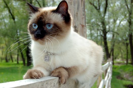 Siamese cat sitting on fence on green grass background