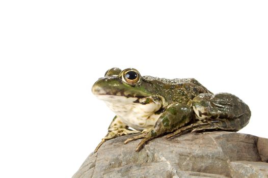 The marsh frog closely looking at the photographer.