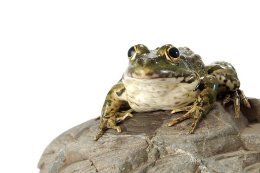 The marsh frog closely looking at the photographer.