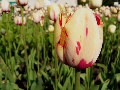 Close up of the blooming tulip in the spring.