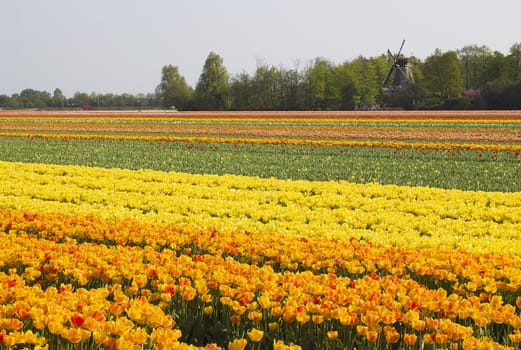 Multi colored tulip field in the Netherlands
