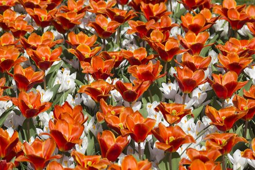 spring flowers in the Netherlands, Keukenhof