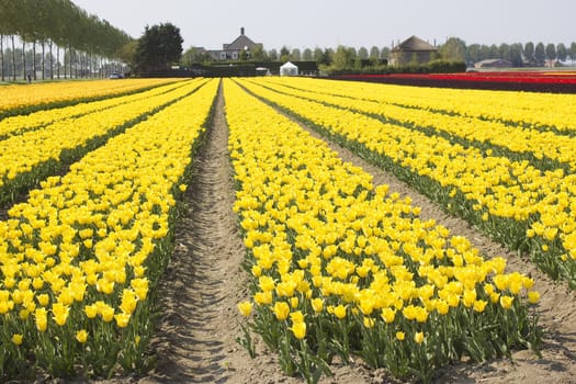 colored tulip field in the Netherlands
