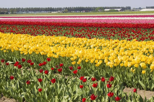 Multi colored tulip field in the Netherlands