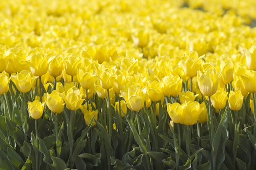 A spring field with yellow tulips in the Netherlands