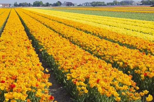 colored tulip field in the Netherlands 