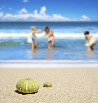 Beach scene with two dead sea urchin shells and girls playing in the waves