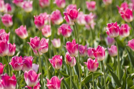 A spring field with pink tulips in the Netherlands 