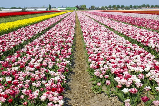Multi colored tulip field in the Netherlands