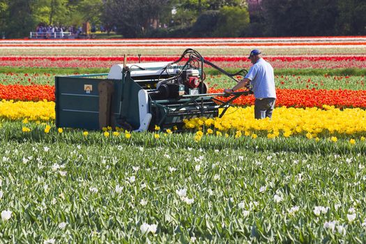 cutting the tops of tulips at a dutch farm 