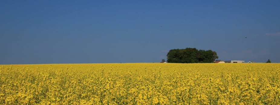 field rape and sky blue