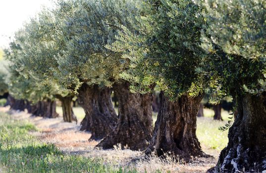 an orchard with olive trees