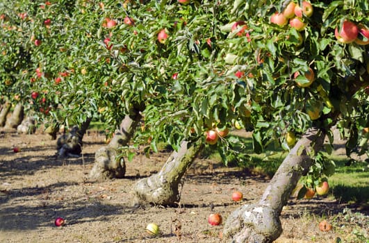 an apple orchard