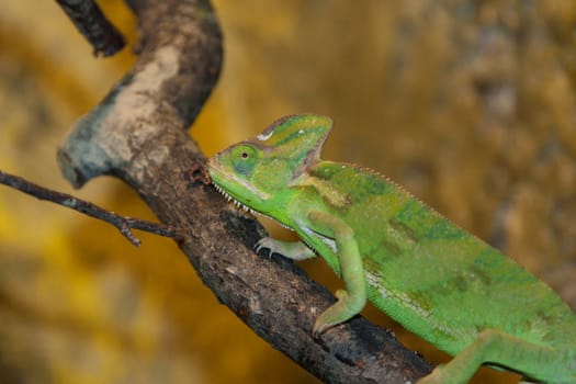 chameleon