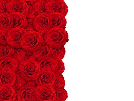 red roses frame over white background, copyspace