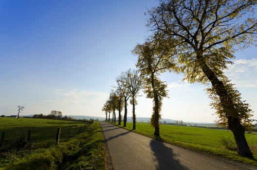 a country road lined with trees