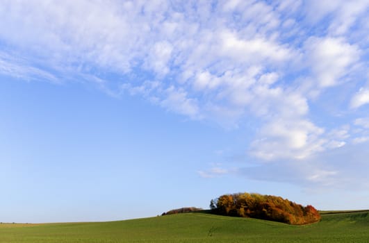 a forest surrounded by the fields